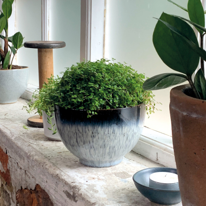 Halo Deep Noodle Bowl