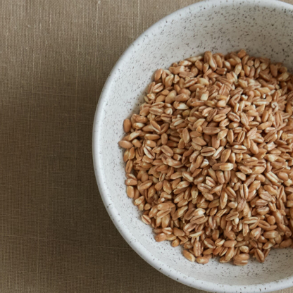 Grain Mixed 12 Piece Tableware Set